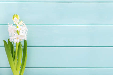 Postcard with beautiful white hyacinth flower on menthol wooden background. Flat lay, top view, copy space.の写真素材