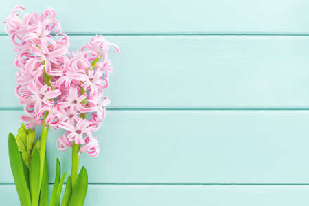 Pink hyacinth flower with green leaves on mint wooden background. Summer or springtime concept. Flat lay, top view, copy space.の写真素材