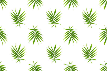 Seamless pattern with tropical palm leaves, isolated on a white background. Tropical or summertime concept.の写真素材