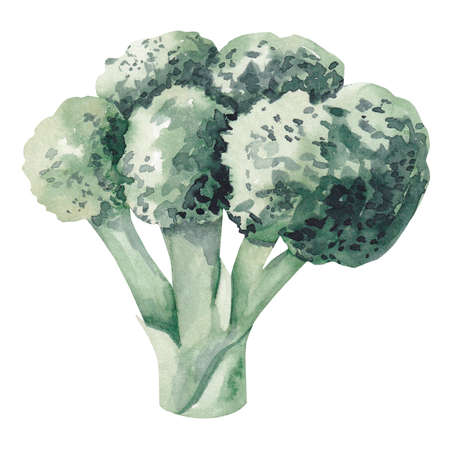 Watercolor broccoli on a white backgroundの写真素材