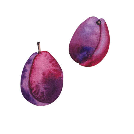 Watercolor plum on a white backgroundの写真素材