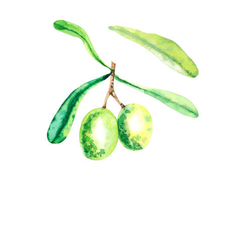 Watercolor sprig of olivesの写真素材