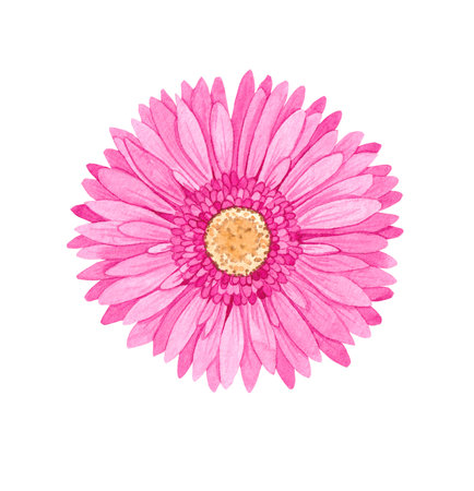 Watercolor pink flower of gerbera 8の写真素材