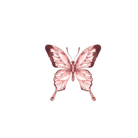 Brown watercolor butterfly on a white backgroundの写真素材