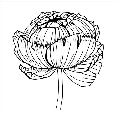 Black and white outline of a peony flower drawn by handのイラスト素材