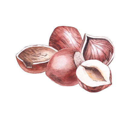 Hand-painted watercolor composition of hazelnutsの写真素材