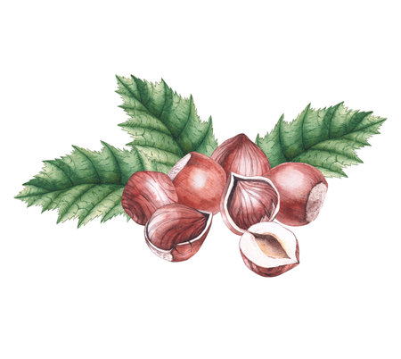 Hand-painted watercolor composition of hazelnutsの写真素材