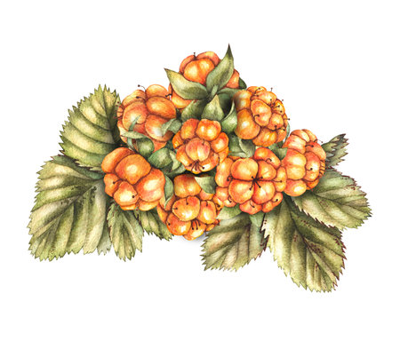 Watercolor handful of cloudberries on a white background for food product design, prints, cards, invitations, banners, patterns, typographic productsの写真素材
