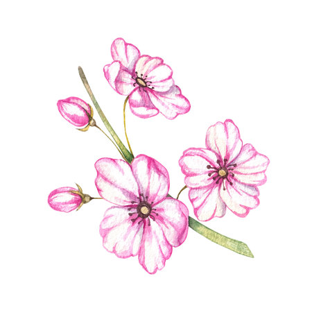 Watercolor sprig of pink flowers on a white background. Isolated illustration for menu design, poster, food, packaging, postcard, banner, invitation, etc.の写真素材