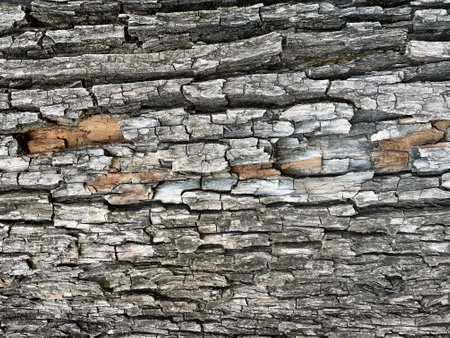 Embossed texture of tree bark. Background of a tree trunk from the bark. Panoramic photo of a tree texture.の写真素材