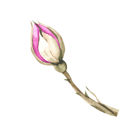 Watercolor rose flower bud leaves and flowers illustration.の写真素材