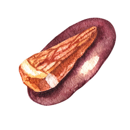 Chocolate candy with dried orange. Watercolor element isolated on white. Hand-drawn sweetness, dessert for design, postcards, business cardsの写真素材