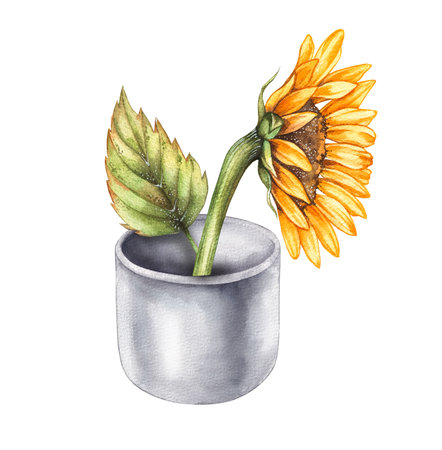 Watercolor sunflower in a porcelain vase. Hand drawn autumn sunflower flower. Autumn sunflower for design of invitations, cards, stickers, etc.の写真素材