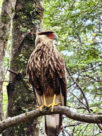 Caracara, Caracara plancus, Argentine bird. Bird of the falcon family in its natural habitat. Bird of prey on a treeの写真素材