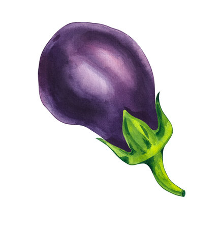 Watercolor eggplant composition. Watercolor eggplant vegetable for decorating menb, restaurants, cards, invitations, printing, etc. Eggplant isolated on white background set.の写真素材