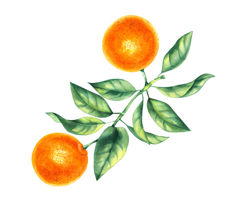 Watercolor hand painted oranges illustration collectionの写真素材