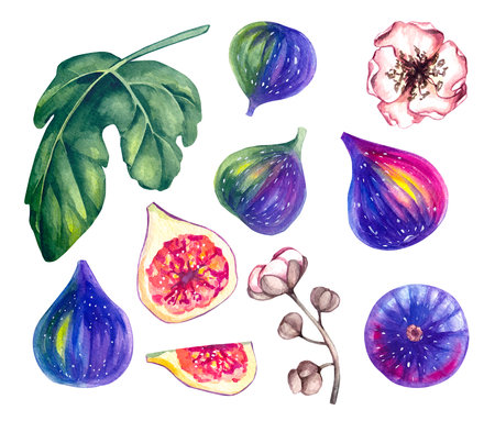 Watercolor hand drawn fig isolated on whiteの写真素材