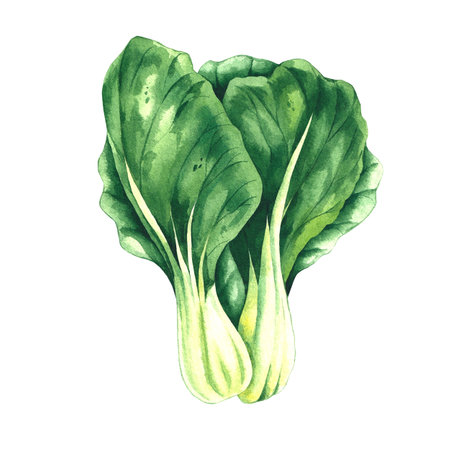 Bok choy cabbage hand drawn vegetable watercolor. Asian cruciferous cabbage isolated for food design, drinks, healthy eating, healthy green saladsの写真素材