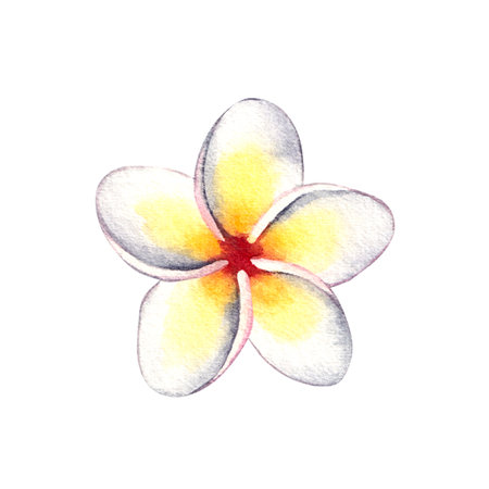 Tropical prumelia flower isolated on white watercolor. Perfect for cards, packaging, scrapbooking, and playful seasonal designs. Bright and cheerful summer vibeの写真素材