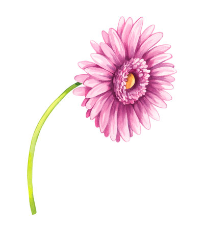 Gerbera flower blooming Hand painted watercolor illustration delicate botanical elements. Ideal for wedding invitations, packaging, branding, wall art, and digital designの写真素材
