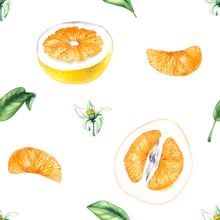 Pomelo citrus fruit seamless pattern on a white background, hand-drawnの写真素材
