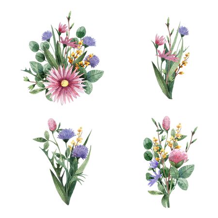 Compositions of wildflowers and herbs. Clover, daisies and other flowers.の写真素材