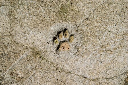 cat footprint in a sidewalkの写真素材