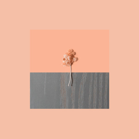 Pink flower on peach gray color background. Picture for interior design. Minimalism and minimalist art. Concept of minimalism. Light and pastel colors. Beauty in simplicity. Hipster, vintage style.の写真素材