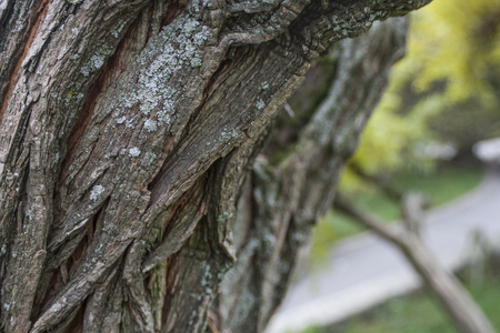 Natureの写真素材