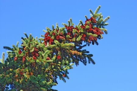 Fur-tree branch with cones の写真素材