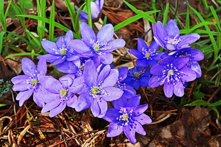 First spring flowers Hepatica nobilis in the forestの写真素材