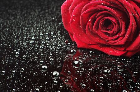 Red rose with water drops closeupの写真素材