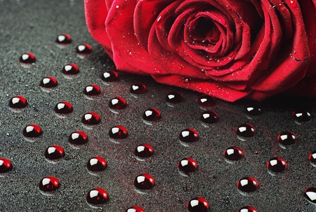 Rose on a background of red dropsの写真素材