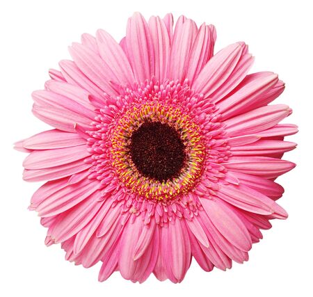 Gerberas closeup isolated on white  の写真素材