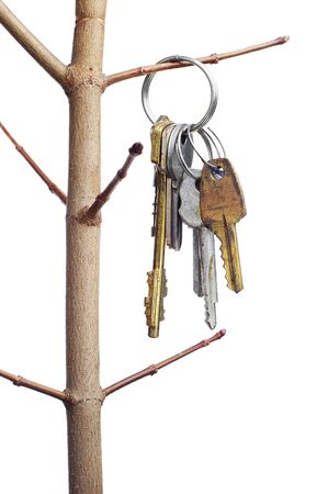 Different old keys on a tree branch isolated on white