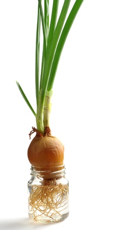 Green onion growing in a glass jar with water on whiteの写真素材