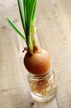 Green onion growing in a glass jar with water on a wooden tableの写真素材