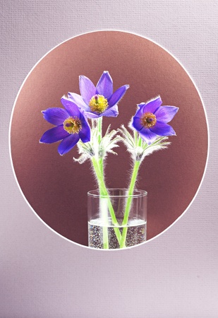 Three pasque-flowers in an oval frame