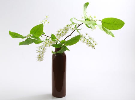 Branches of bird cherry in vase の写真素材