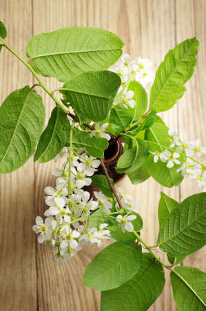 Bird cherry branch on a wooden table. Top view