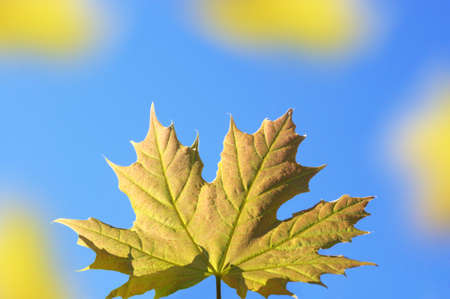 Background with maple leaves against the blue skyの写真素材