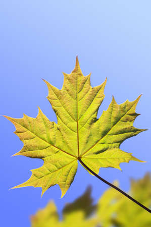 Maple leaves in springtime against the blue sky