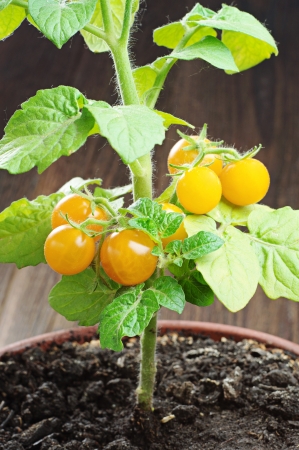 Small yellow tomatoes in a flower potの写真素材