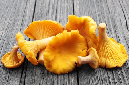 Chanterelles mushrooms on wooden backgroundの写真素材