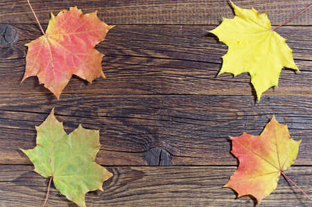 Colorful maple leaves on old wooden background from above