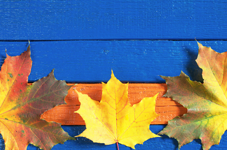 Colorful autumn maple leaves on blue wooden background, top viewの写真素材