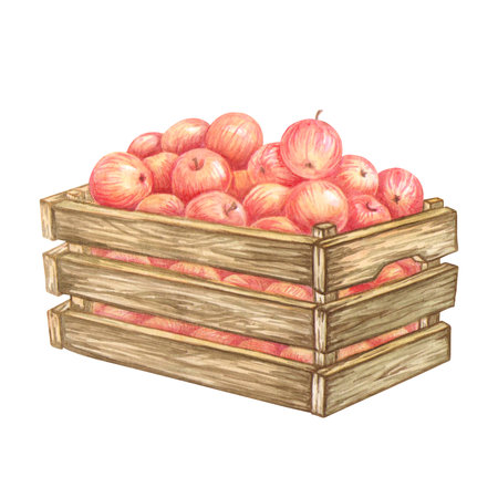 Wooden crate full of red apples. Ripe fruits crop in old box. Container with Farm products. Isolated watercolor fresh harvest for designs in farm, garden or countryside themes. Healthy food concept.の写真素材