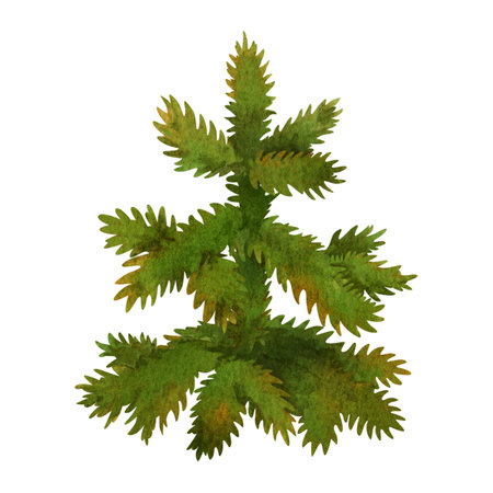Small fir. Isolated watercolor cartoon spruce tree. Hand drawn green conifer plant. Christmas tree natural object from the forest landscape constructor set for season background or scenery creating.の写真素材