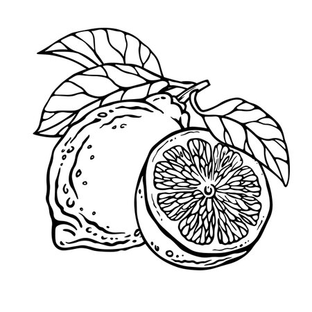 Lemon composition. Vector hand drawn illustration of whole fruit and it's half isolated on white background. Bundle with outline drawing of citrus. Sketch in line art style painted by black inks.のイラスト素材