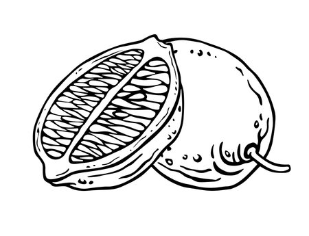 Lemon composition of whole fruit and it's part. Free hand black line illustration of citrus fruits. Ink graphics for the labels design of products containing citrus, kitchen textiles or dishesのイラスト素材